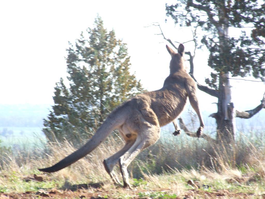 Bulwarra Bed & Breakfast Dubbo Bagian luar foto